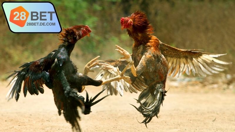 Đá gà trực tiếp hôm nay 28Bet - Trải nghiệm không thể bỏ lỡ 1 da-ga-truc-tiep-hom-nay-28bet